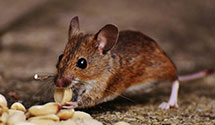 24 Hour & Emergency Exterminators in Lake City, PA